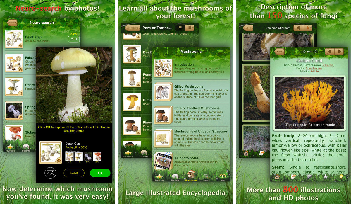 Mushrooms: Great Encyclopedia of Fungi