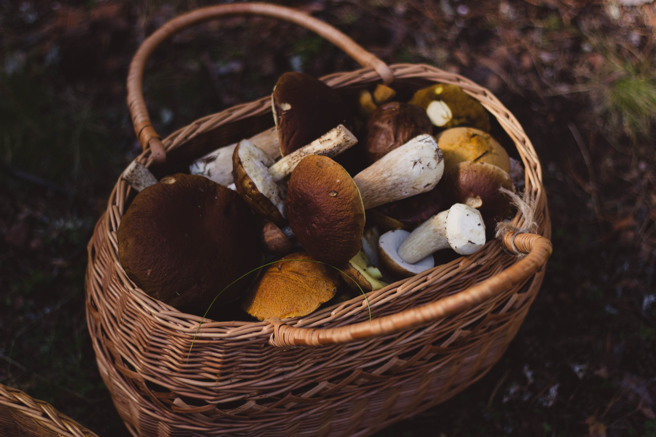 Mushrooms: Great Encyclopedia of Fungi